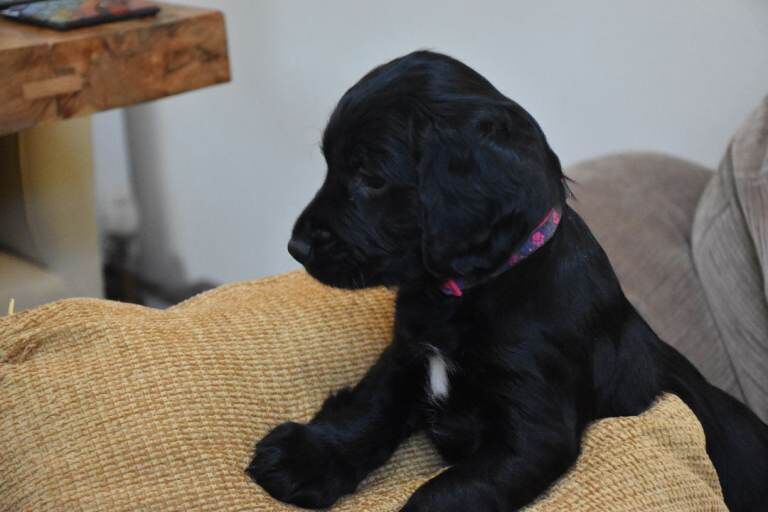 Gorgeous Cocker Spaniel puppies £850 - Image 6 of 6