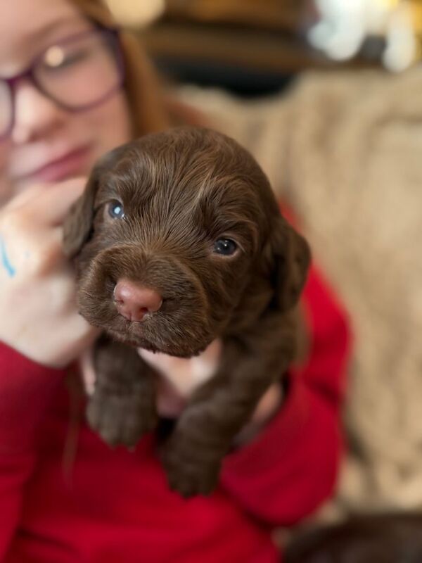 Cocker Spaniel Puppies For Sale