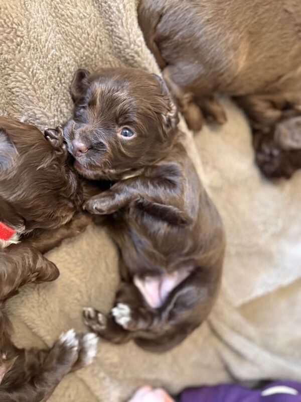 Gorgeous cocker spaniel pups - Image 2 of 5