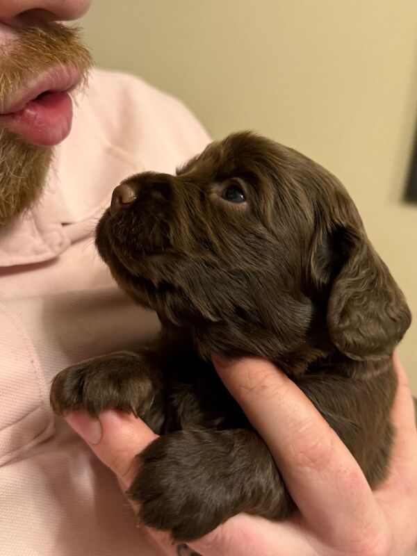 Gorgeous cocker spaniel pups - Image 3 of 5