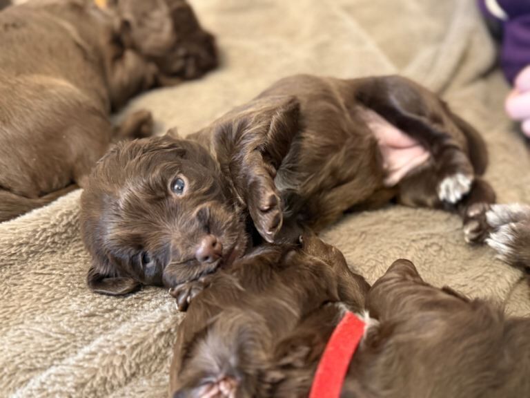 Gorgeous cocker spaniel pups - Image 4 of 5