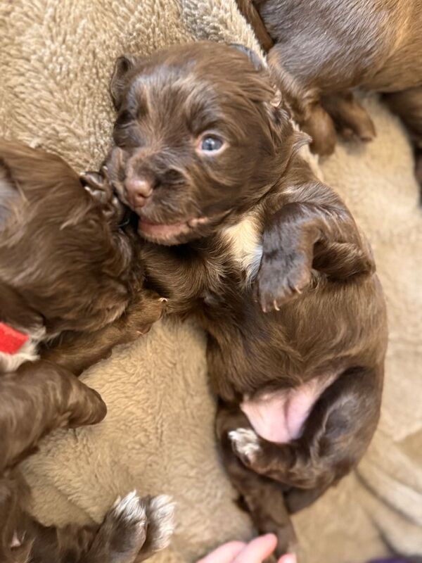 Gorgeous cocker spaniel pups - Image 5 of 5