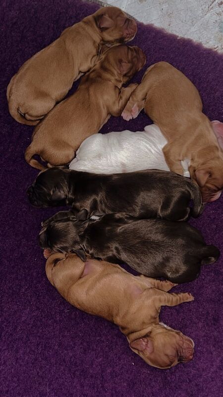 Cocker Spaniel puppies for sale in Selby, North Yorkshire – 1 week old