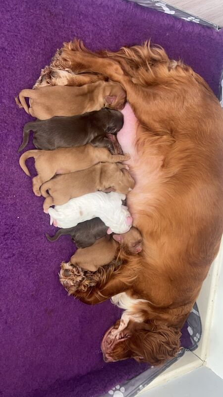 Cocker Spaniel puppies for sale in Selby, North Yorkshire – 1 week old - Image 2 of 2