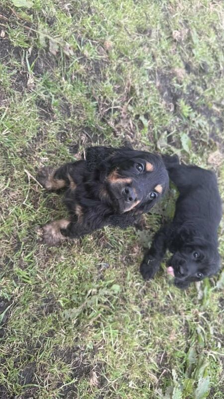 Cocker Spaniel puppies for sale in Port Talbot, West Glamorgan – KC registered, 5 months old - Image 2 of 3