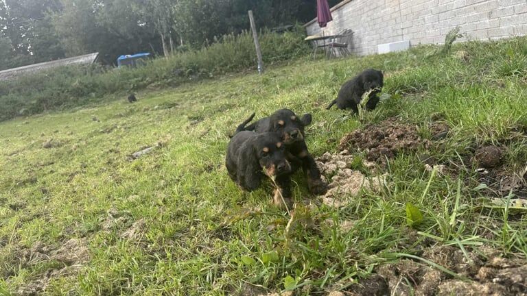 Cocker Spaniel puppies for sale in Port Talbot, West Glamorgan – KC registered, 5 months old - Image 3 of 3