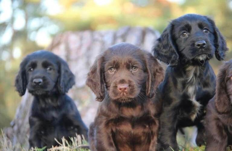 Cocker Spaniel puppies for sale in Newtonmore, Inverness – KC registered, 9 weeks old