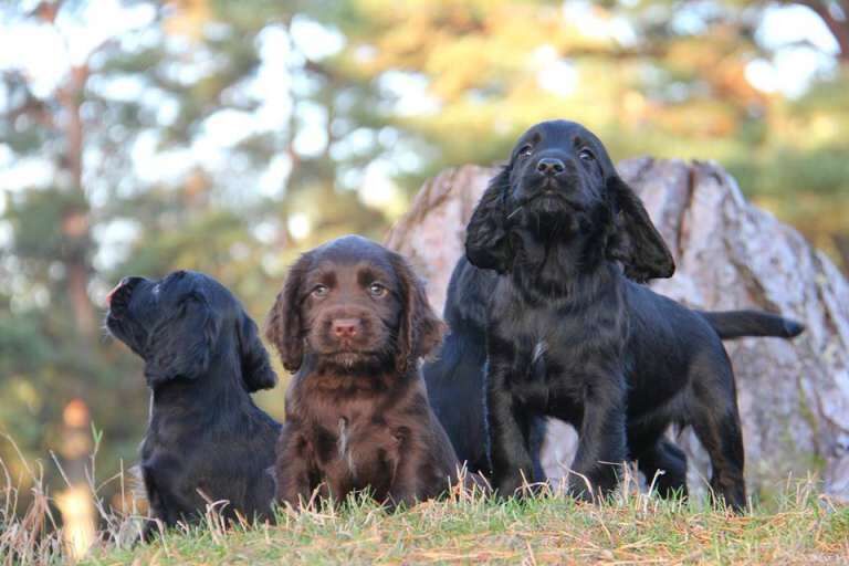 Cocker Spaniel puppies for sale in Newtonmore, Inverness – KC registered, 11 weeks old - Image 2 of 3