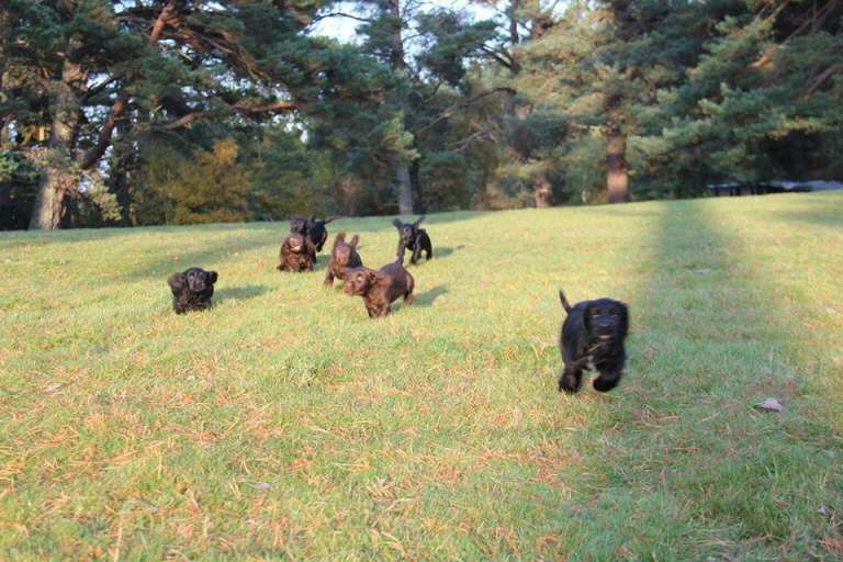 Cocker Spaniel puppies for sale in Newtonmore, Inverness – KC registered, 11 weeks old - Image 3 of 3