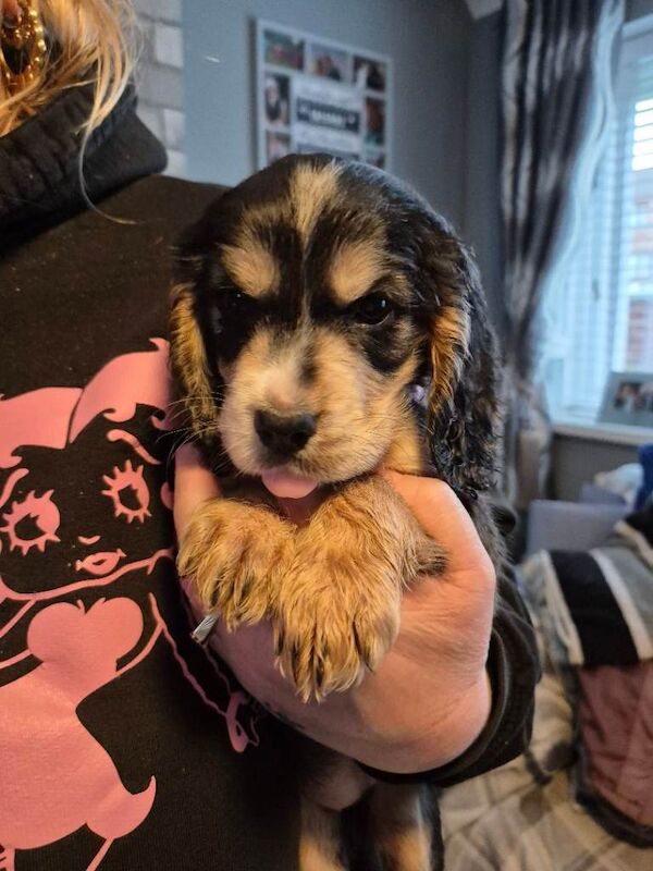 Cocker Spaniel puppies for sale in Swansea – 7 weeks old