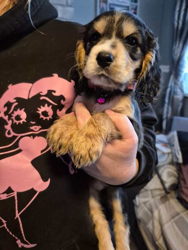 Gorgeous liter of Cocker pups - Image 2 of 6