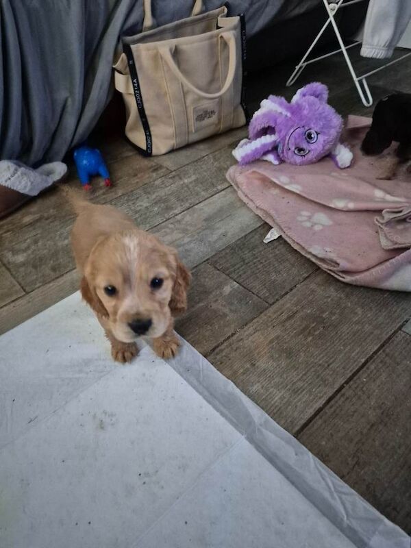 Gorgeous liter of Cocker pups - Image 3 of 6