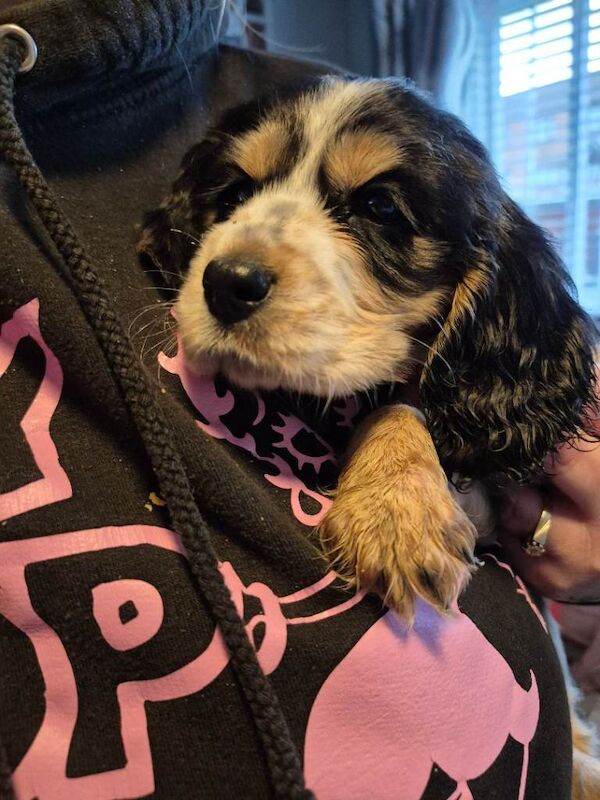 Gorgeous liter of Cocker pups - Image 4 of 6