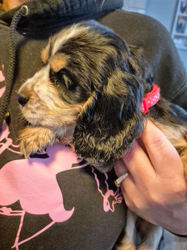 Gorgeous liter of Cocker pups - Image 5 of 6