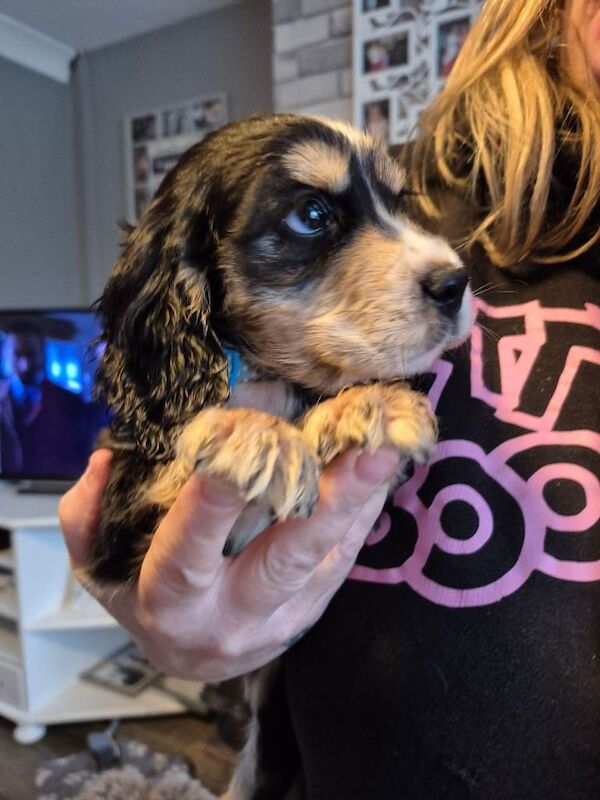 Gorgeous liter of Cocker pups - Image 6 of 6