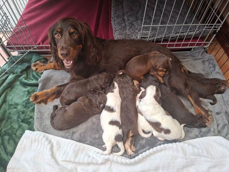 Gorgeous litter of Cocker Spaniel puppies