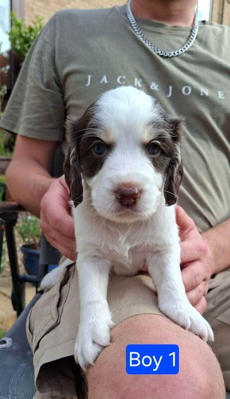 Gorgeous litter of Cocker Spaniel puppies - Image 2 of 4