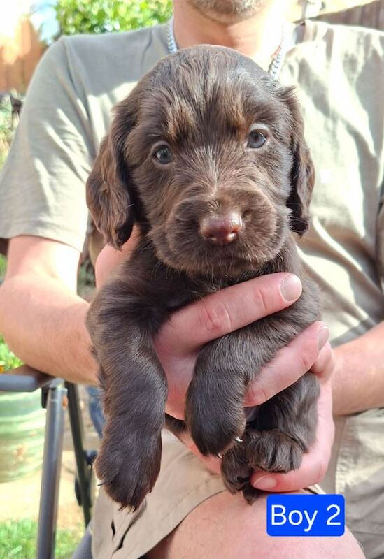 Gorgeous litter of Cocker Spaniel puppies - Image 3 of 4
