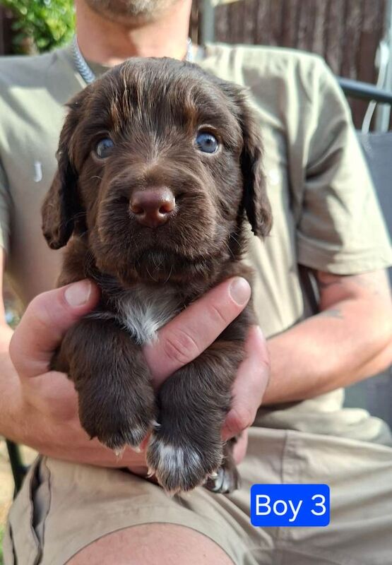 Gorgeous litter of Cocker Spaniel puppies - Image 4 of 4
