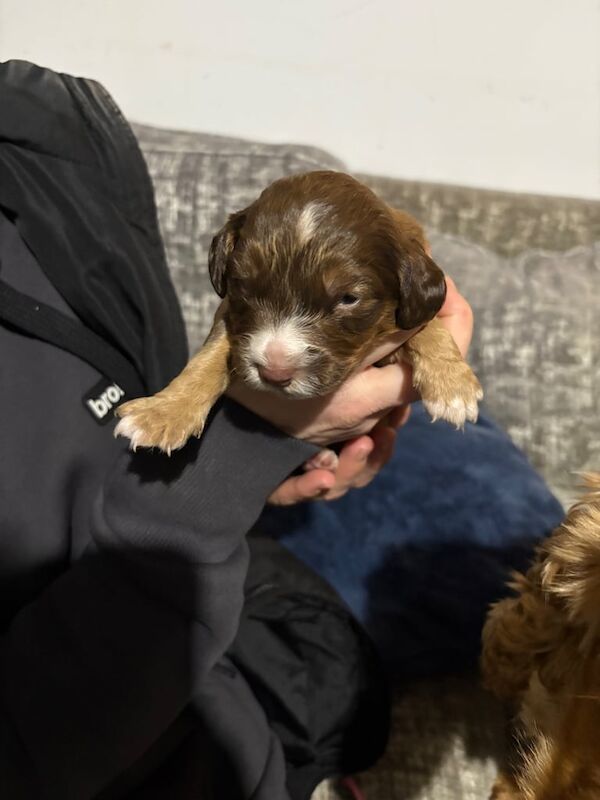 Gorgeous little spaniel/patterdale cross puppies - Image 2 of 3