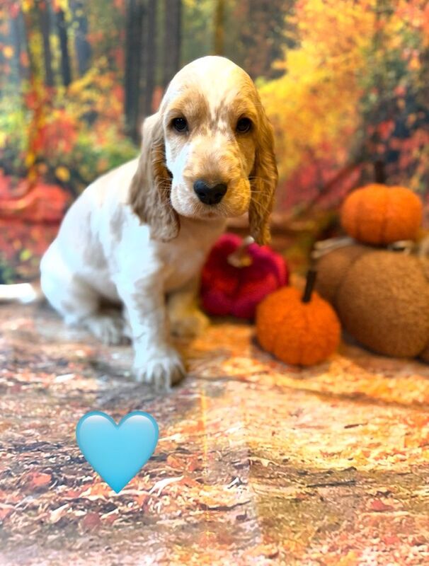Gorgeous Orange roan Show type Cocker spaniel puppies