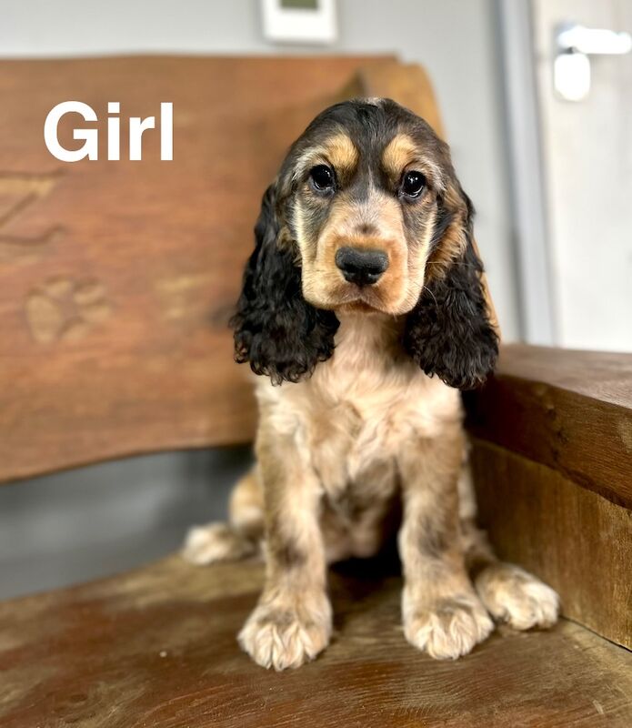Gorgeous sable cocker spaniel girl kc registered - Image 2 of 4