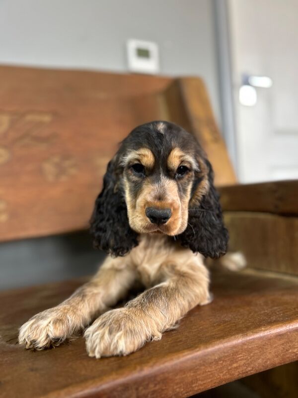 Gorgeous sable cocker spaniel girl kc registered - Image 3 of 4