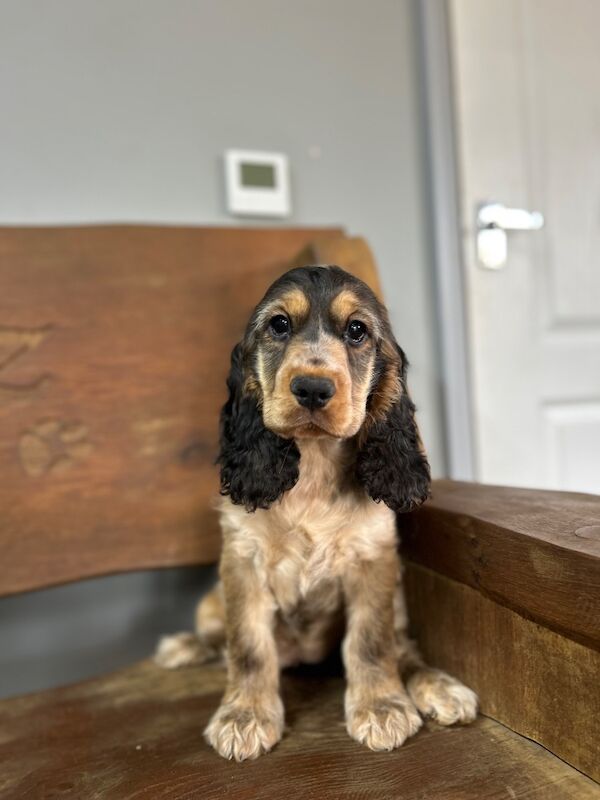 Gorgeous sable cocker spaniel girl kc registered - Image 4 of 4
