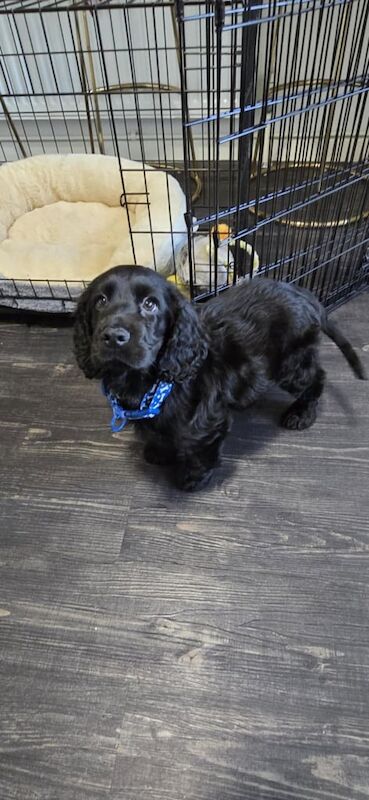 Cocker Spaniel puppies for sale in Southport, Merseyside – 11 months old - Image 2 of 3