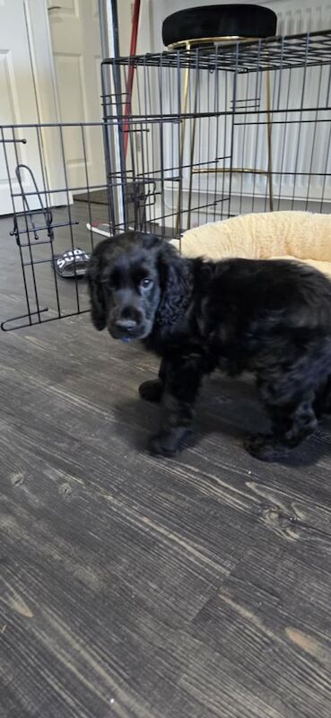 Cocker Spaniel puppies for sale in Southport, Merseyside – 11 months old - Image 3 of 3