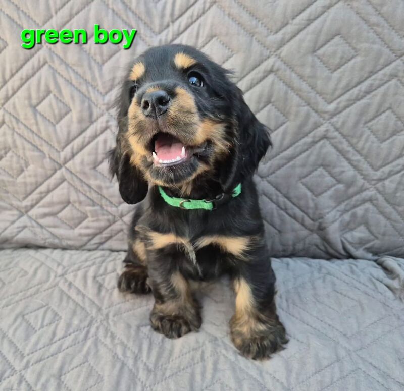 Gorgeous show cocker spaniel puppies