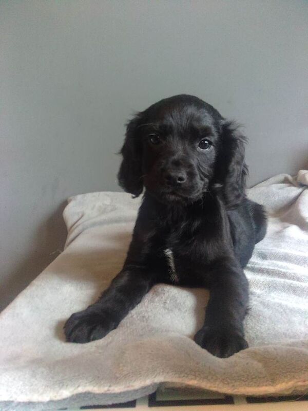 Gorgeous spaniel boy puppy