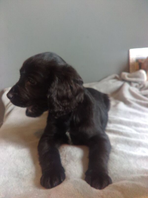 Gorgeous spaniel boy puppy - Image 2 of 4