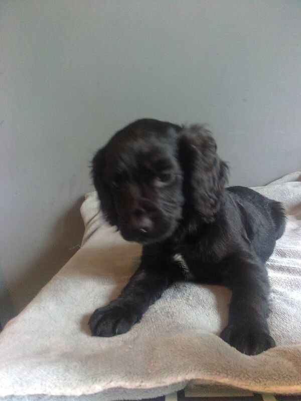 Gorgeous spaniel boy puppy - Image 3 of 4
