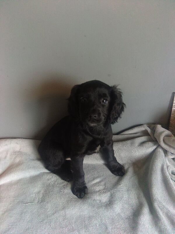 Gorgeous spaniel boy puppy - Image 4 of 4