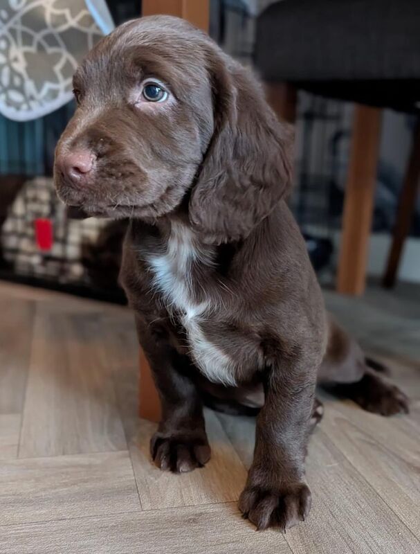 Gorgeous sprocker boy