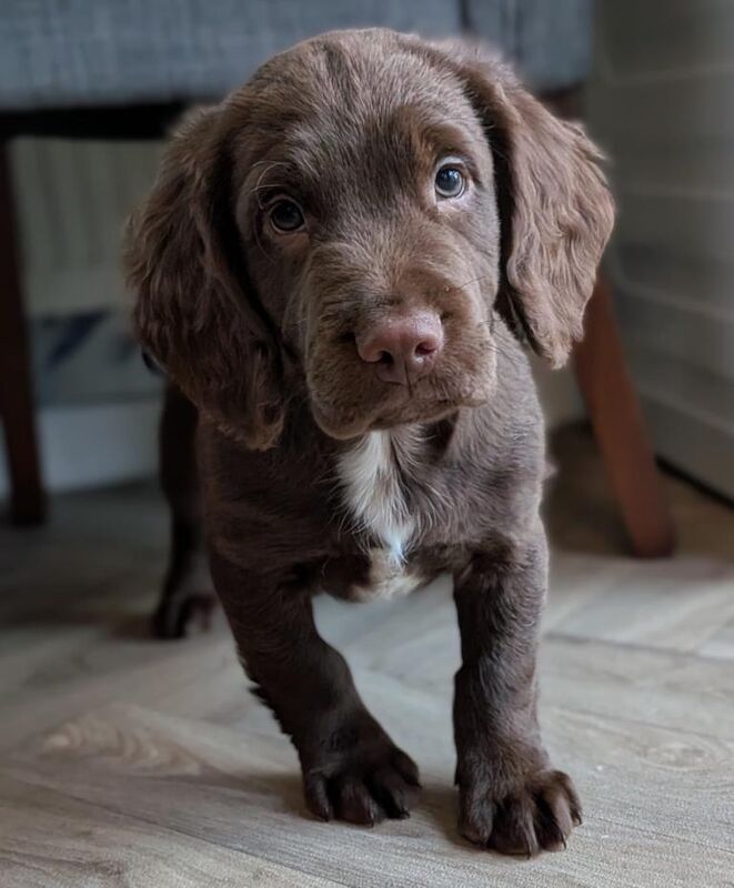 Gorgeous sprocker boy - Image 2 of 4