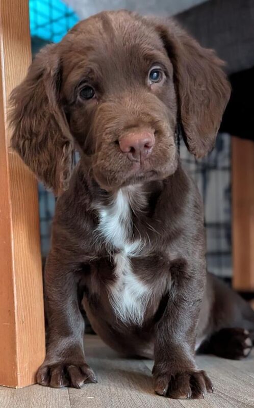 Gorgeous sprocker boy - Image 3 of 4