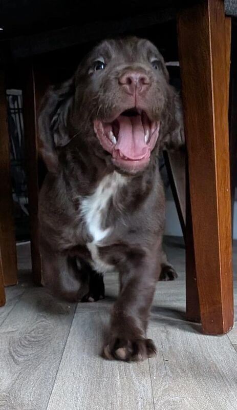 Gorgeous sprocker boy - Image 4 of 4