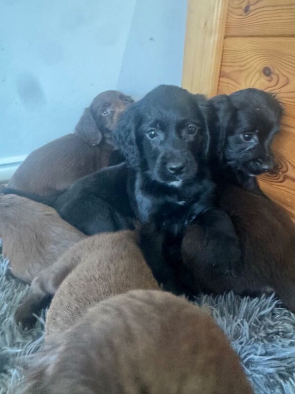 Gorgeous sprocker spaniel puppies