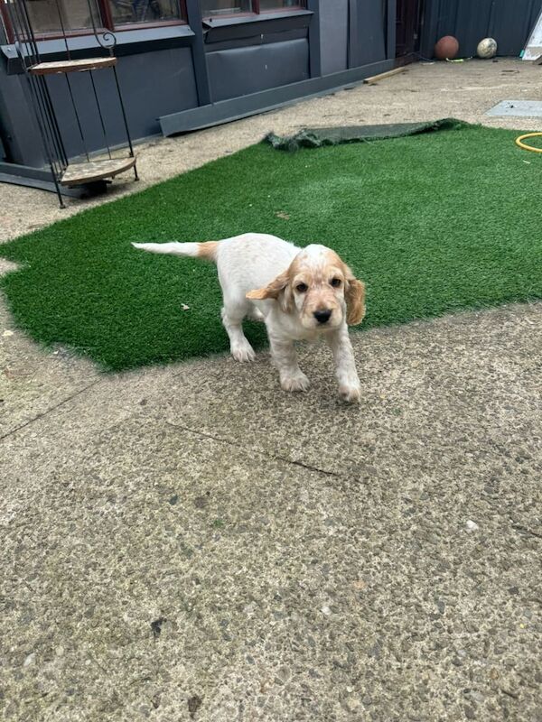 Cocker Spaniel puppies for sale in Strabane, County Tyrone – 9 weeks old - Image 3 of 3