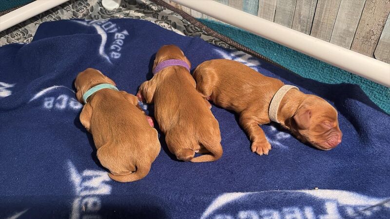 Cocker Spaniel puppies for sale in Maidstone, Kent – KC registered, 10 months old - Image 1 of 3