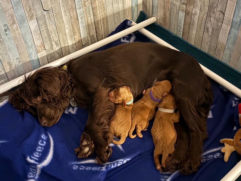 Cocker Spaniel puppies for sale in Maidstone, Kent – KC registered, 10 months old - Image 2 of 3