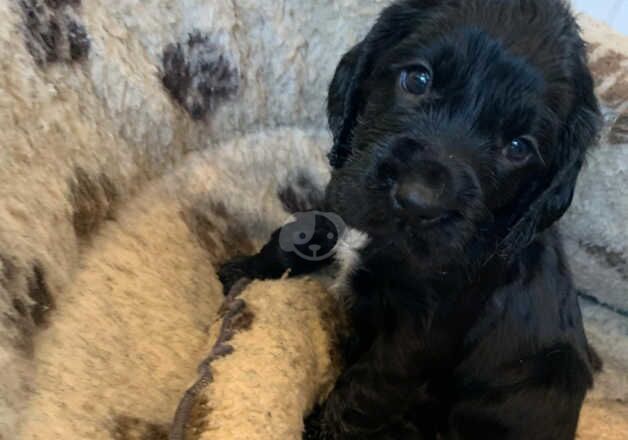 Cocker Spaniel puppies for sale in Exmouth, Devon – 1 year old - Image 3 of 5