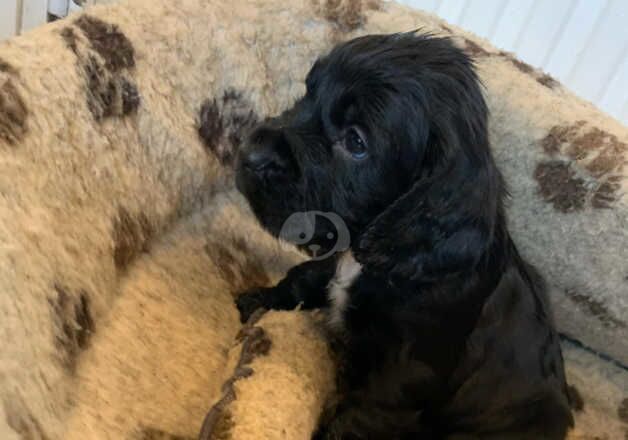 Cocker Spaniel puppies for sale in Exmouth, Devon – 1 year old - Image 4 of 5