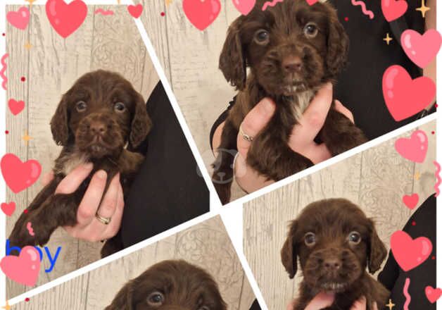 Cocker Spaniel puppies for sale in Rotherham, South Yorkshire – 1 year old - Image 5 of 5