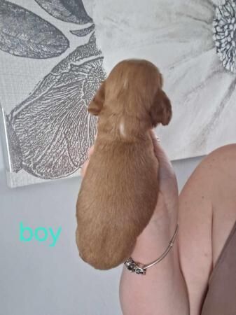 GRADE A cocker spaniels - Image 2 of 5