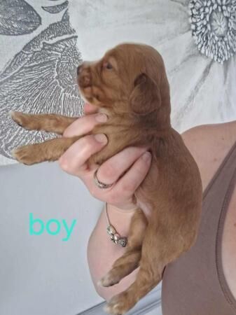 GRADE A cocker spaniels - Image 3 of 5