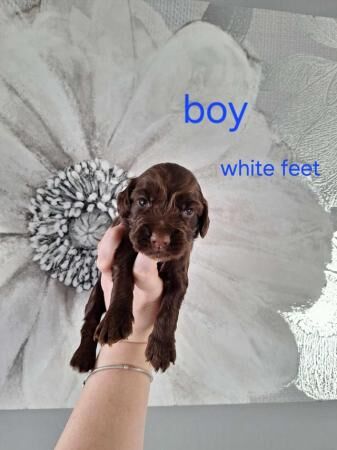 GRADE A cocker spaniels - Image 4 of 5