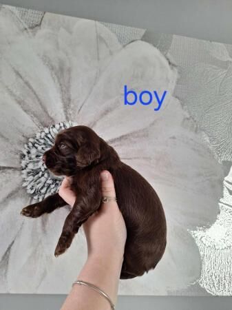 GRADE A cocker spaniels - Image 5 of 5